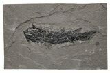 Devonian Lobe-Finned Fish (Osteolepis) Fossil - Scotland #217947-1